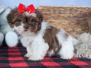 Shih Tzu dogs FINN - Ad 1