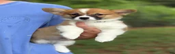 Welsh Corgi Pembroke dogs for sale: Full AKC - Ad 1