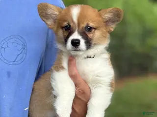 Welsh Corgi Pembroke dogs Full AKC - Ad 10