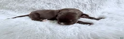 Great Dane dogs for sale: Mocha - Ad 4