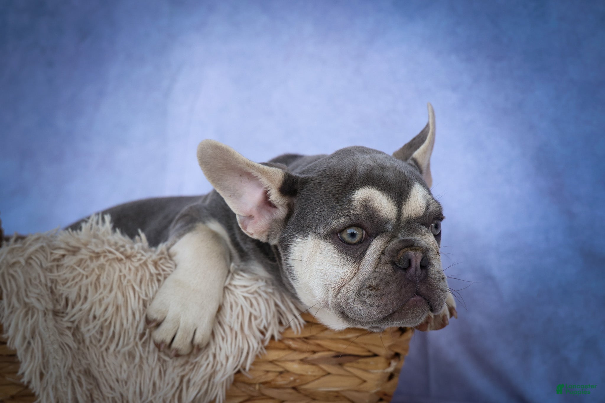 French Bulldog dogs for sale: Stella🌸 - Ad 2
