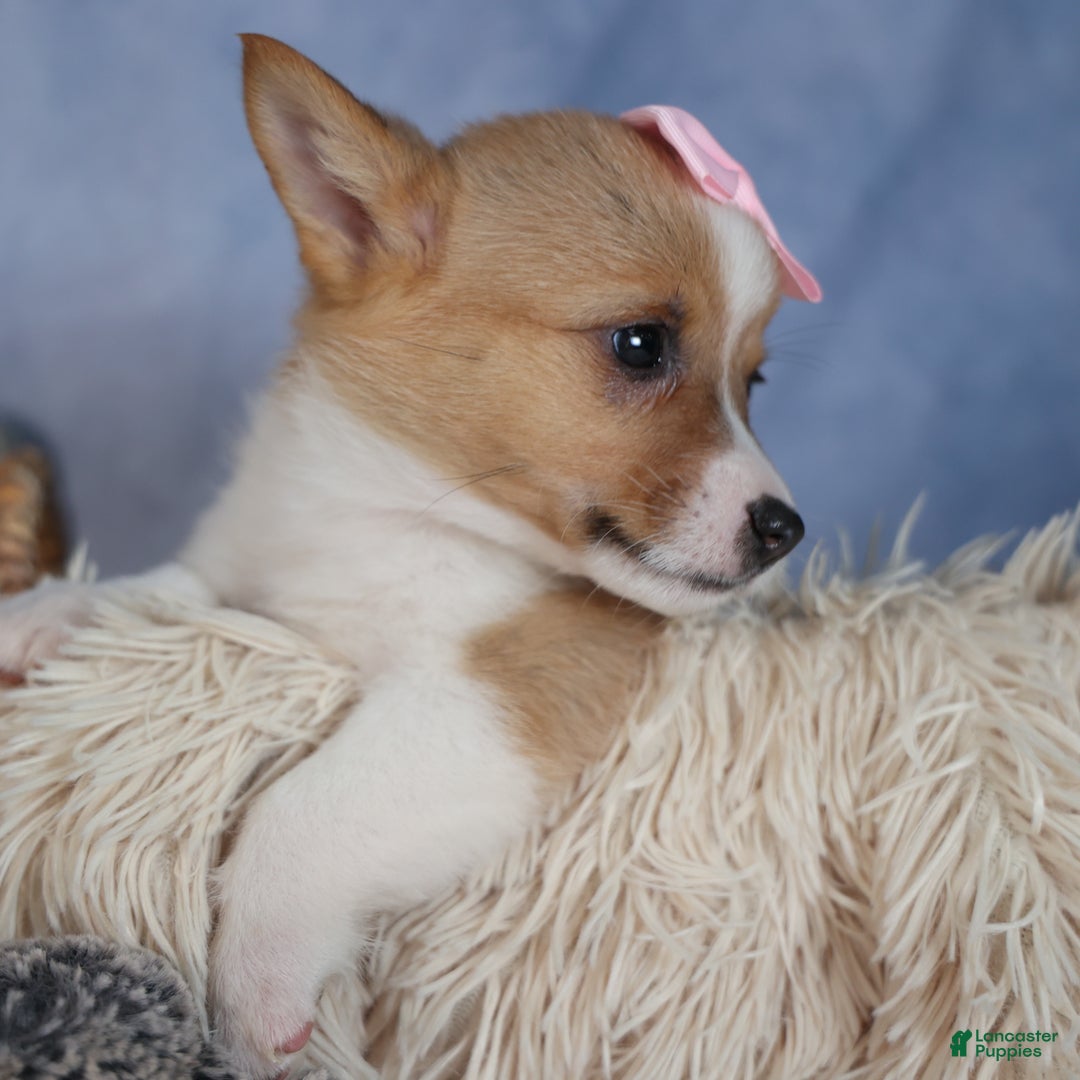 Welsh Corgi Pembroke dogs for sale: Demi - Ad 8