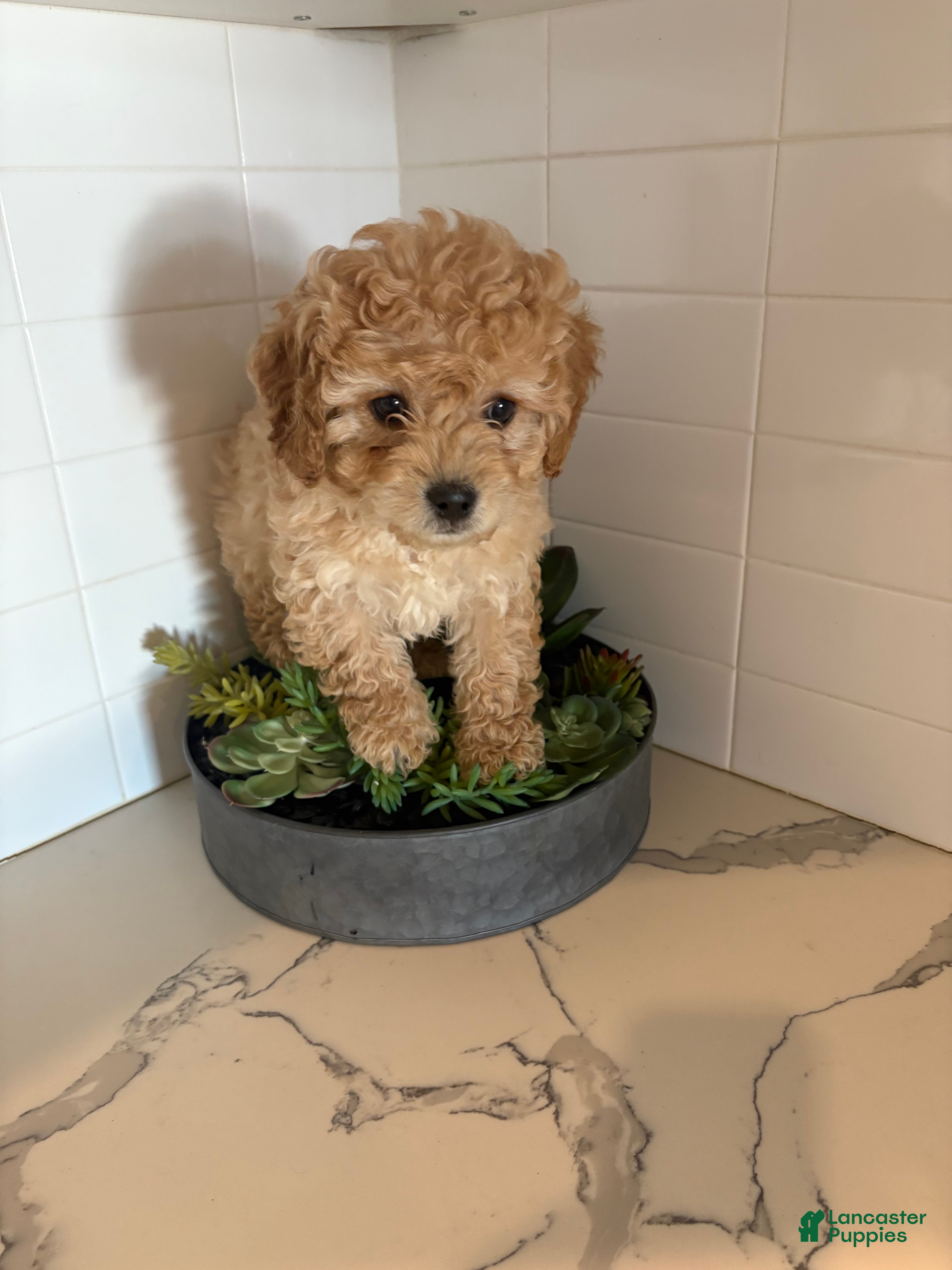Cavapoo dogs Cheyenne  - Ad 1