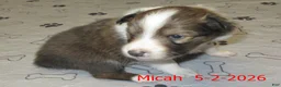 Shetland Sheepdog dogs for sale: Micah Male  - Ad 2