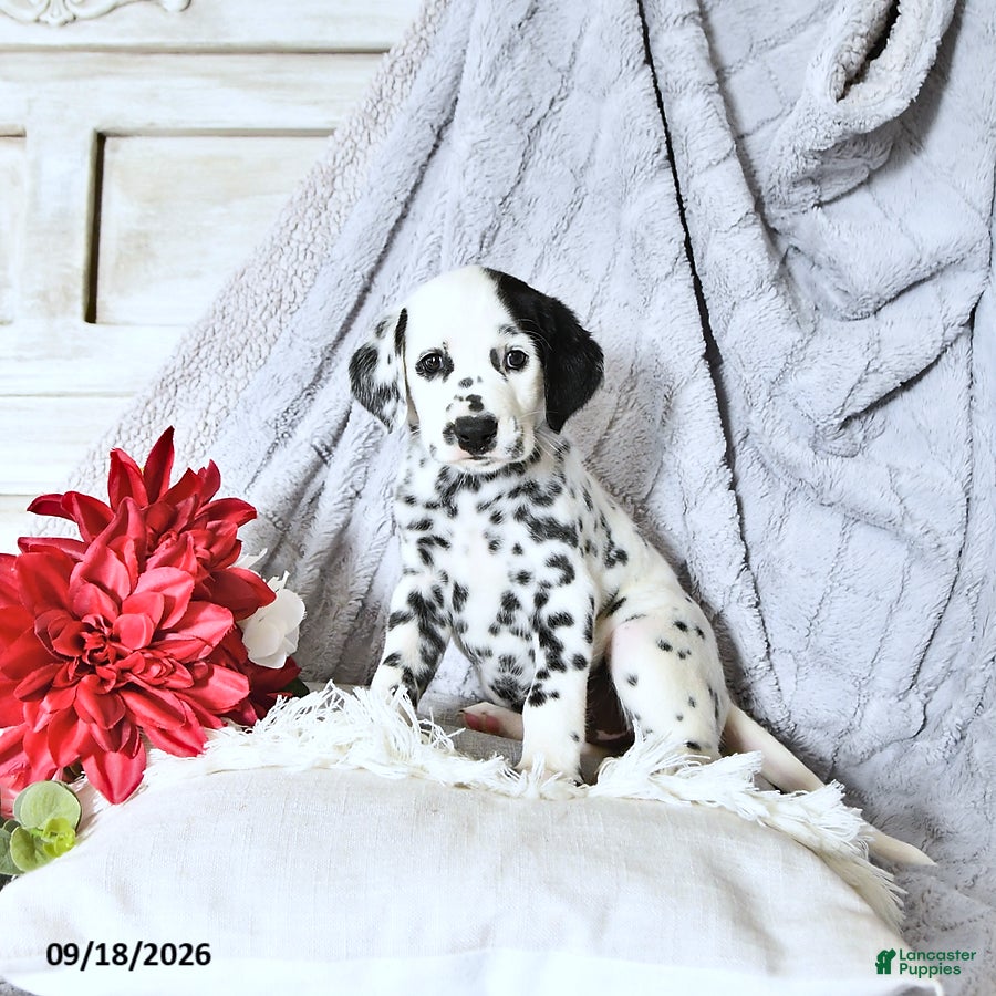 Dalmatian dogs Bailey - Ad 1