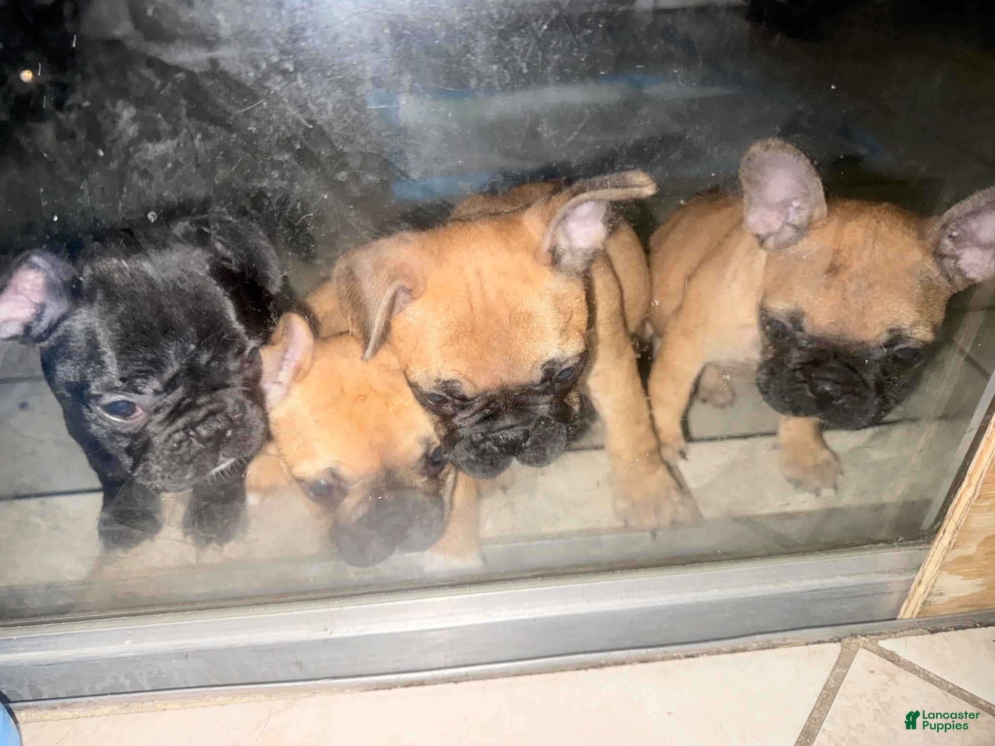 French Bulldog dogs French Bulldog 1 - Ad 4