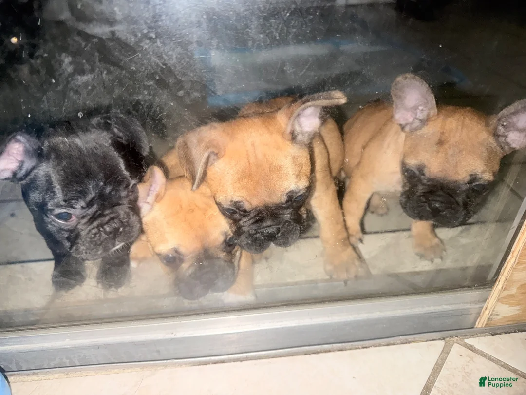 French Bulldog dogs for sale: French Bulldog 1 - Ad 1