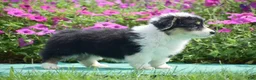 Welsh Corgi Pembroke dogs for sale: Jolene - Ad 4