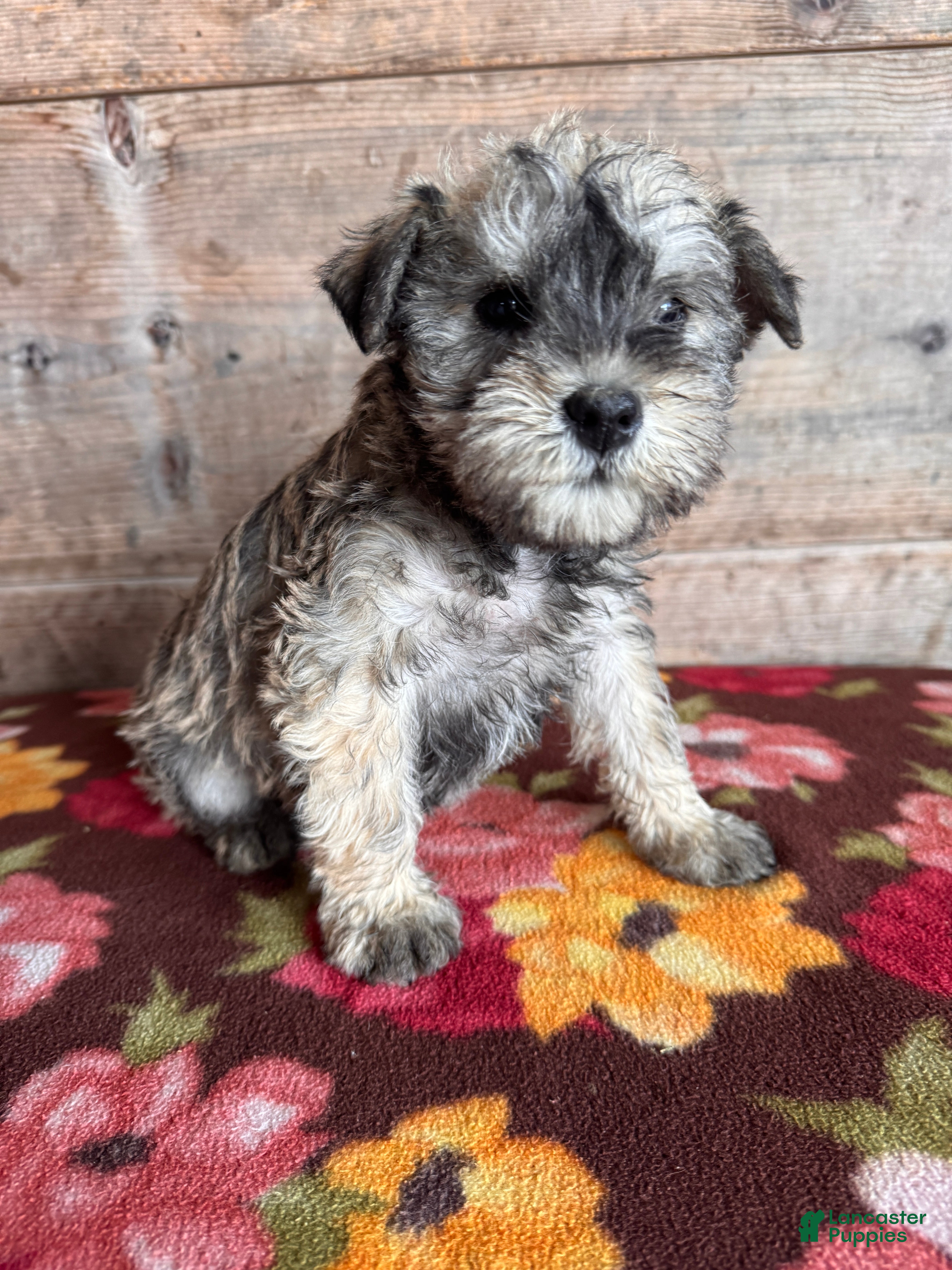 Miniature Schnauzer dogs Miniature Schnauzer Puppy 5 - Ad 2