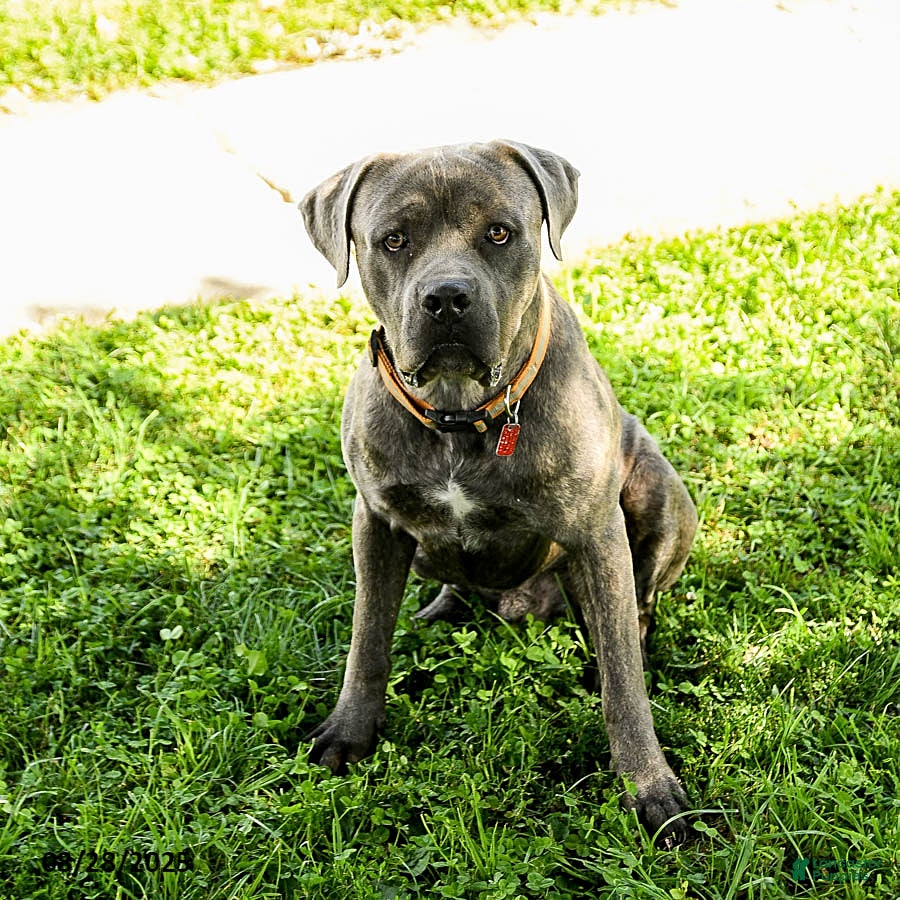 Cane Corso dogs for sale: Rex - Ad 1
