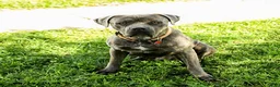 Cane Corso dogs for sale: Rex - Ad 1