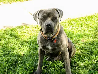 Cane Corso dogs Rex - Ad 30
