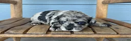 Cavapoo dogs for sale: Charcoal - Ad 3