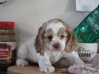 English Cocker Spaniel dogs - Ad 42