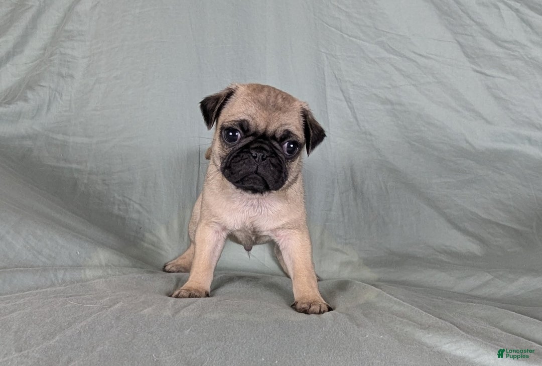 Pug dogs for sale: Benji - Ad 4