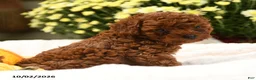 Toy Poodle dogs for sale: Sugar - Ad 5