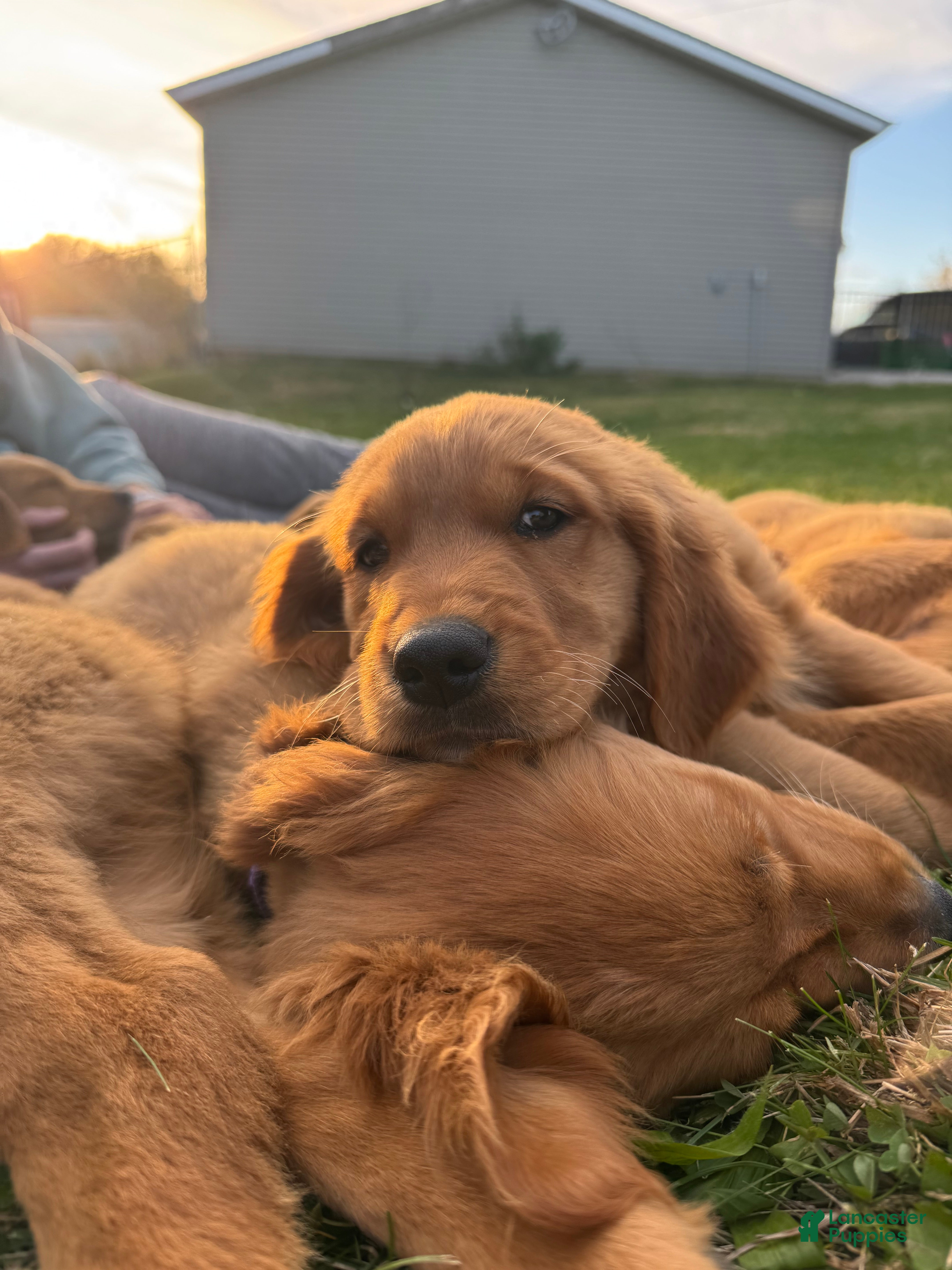 Golden Retriever dogs Vixen litter #1 - Ad 18