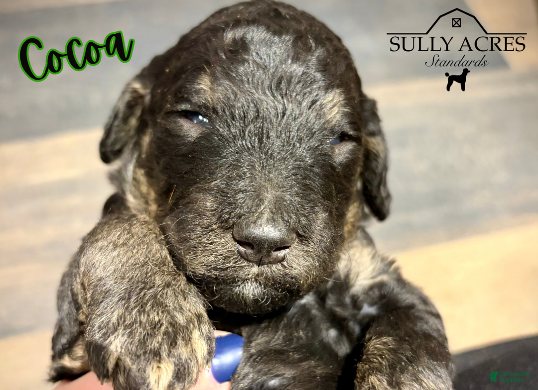 Standard Poodle dogs for sale: Cocoa - Ad 7