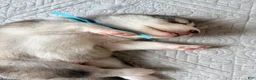 Mixed Breed dogs for sale: Mr Blue - Ad 3