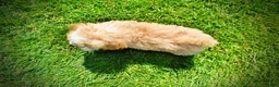 Havapoo dogs for sale: Gracie - Ad 8