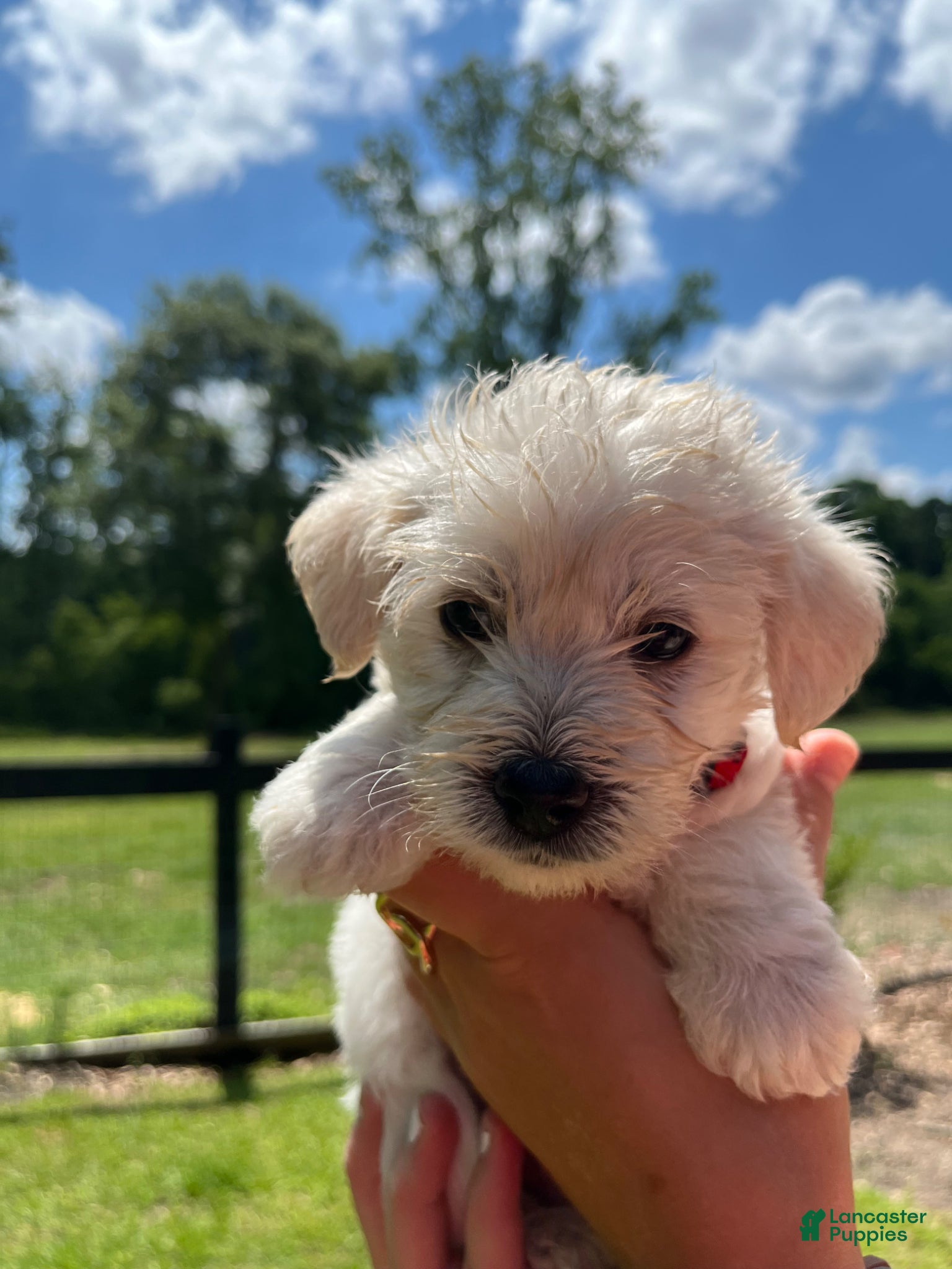 Westiepoo dogs Oscar  - Ad 5
