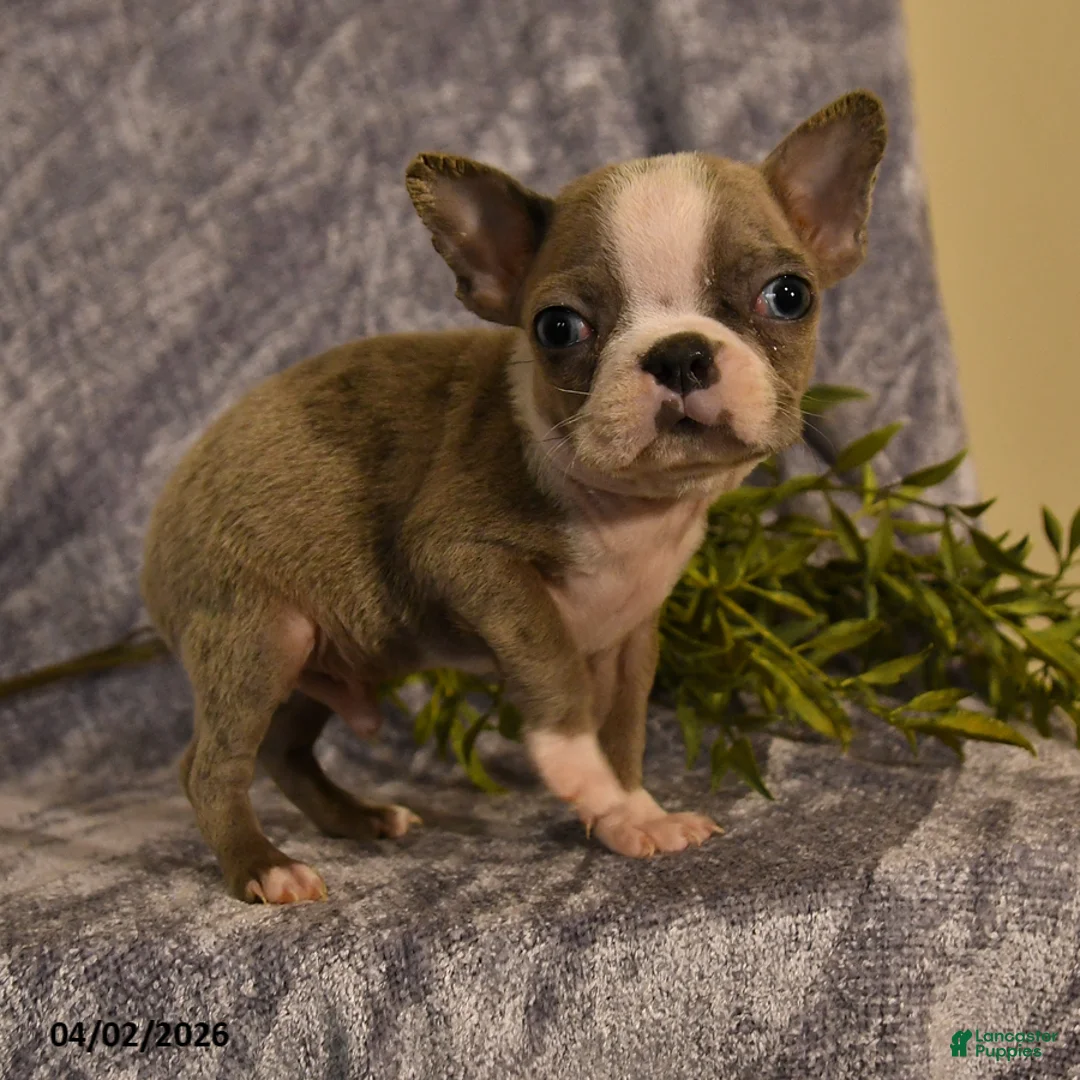 Boston Terrier dogs for sale: Frank  - Ad 5