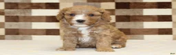 Double Doodle dogs for sale: JJ - Ad 3