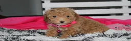 Bichpoo dogs for sale: Kalila  - Ad 2