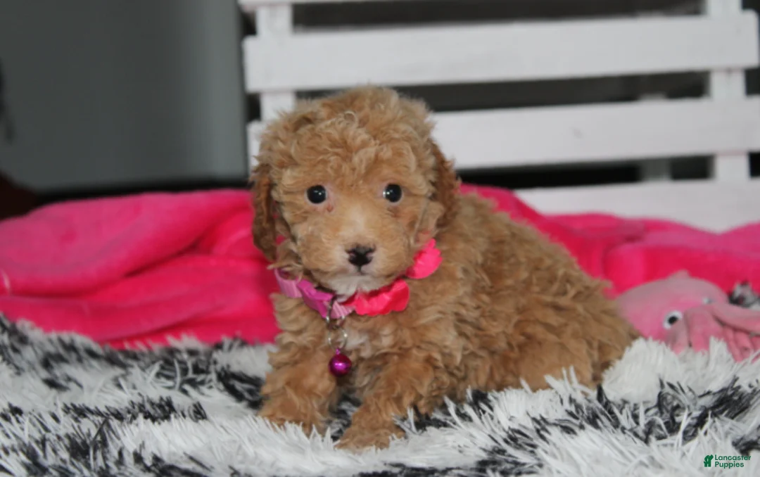 Bichpoo dogs for sale: Kalila  - Ad 2