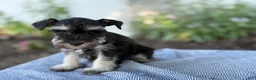 Miniature Schnauzer dogs for sale: Trixy - Ad 3