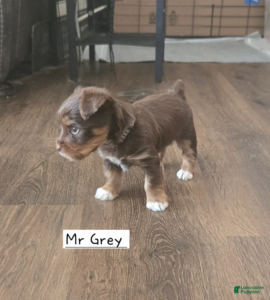 Yorkshire Terrier dogs for sale: Yorkshire Terrier Puppy 2 - Ad 1