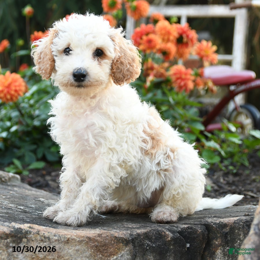 Mini Goldendoodle dogs for sale: Prince   - Ad 1