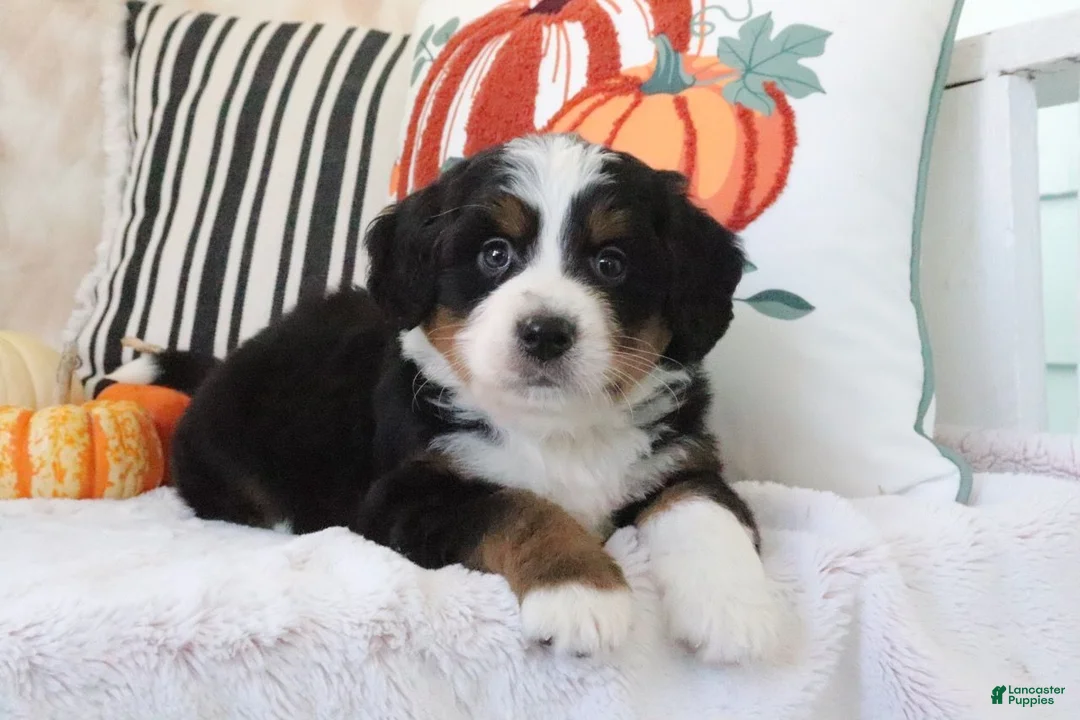 Mini Bernedoodle dogs for sale: Justin - Ad 1