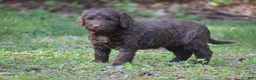 Portuguese Water Dog dogs for sale: Miley - Ad 10