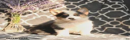 Welsh Corgi Pembroke dogs for sale: Cleo - Ad 3