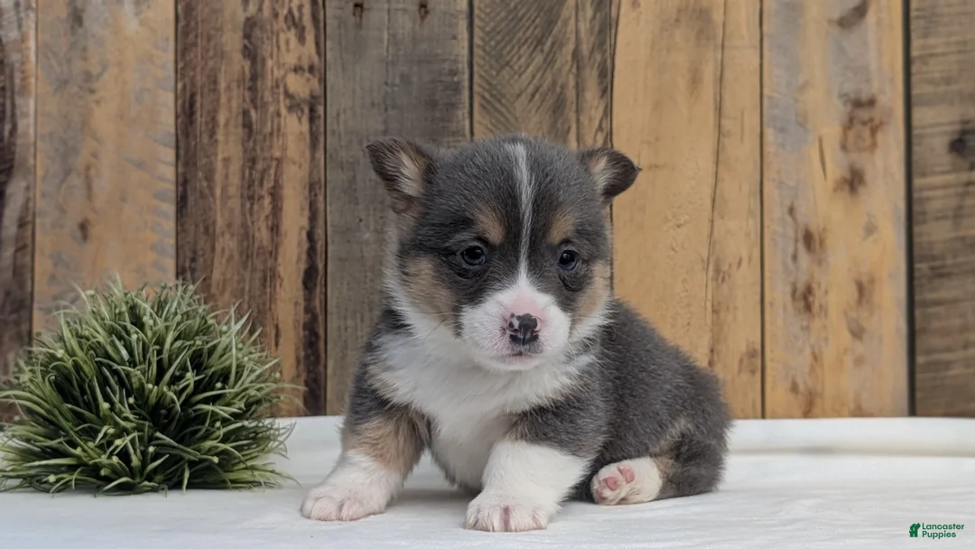 Welsh Corgi Pembroke dogs for sale: Flint - Ad 2