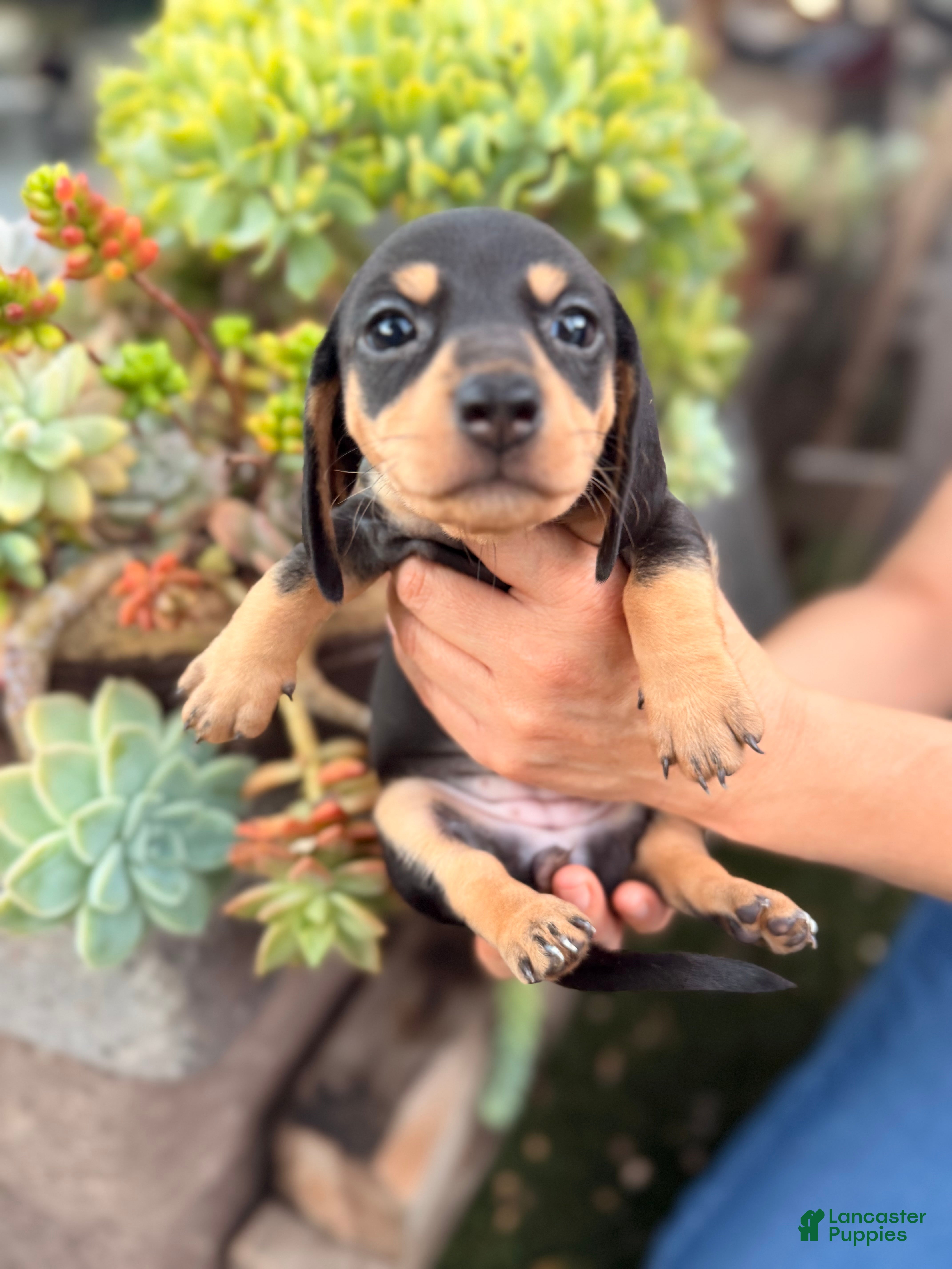 Miniature Dachshund dogs Betty - Ad 1
