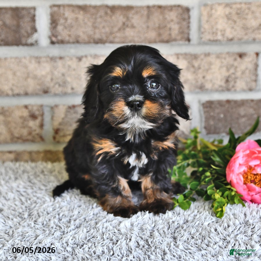 Cavachon dogs Bitty - Ad 2