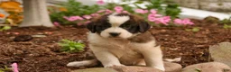 Saint Bernard dogs for sale: Wendeline Saint Bernard  - Ad 7