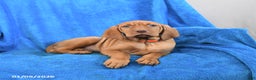 Vizsla dogs for sale: Sugar - Ad 3