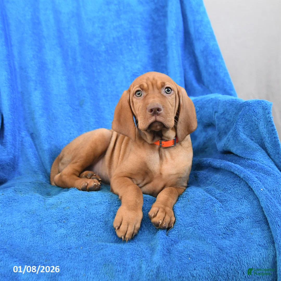 Vizsla dogs for sale: Sugar - Ad 3