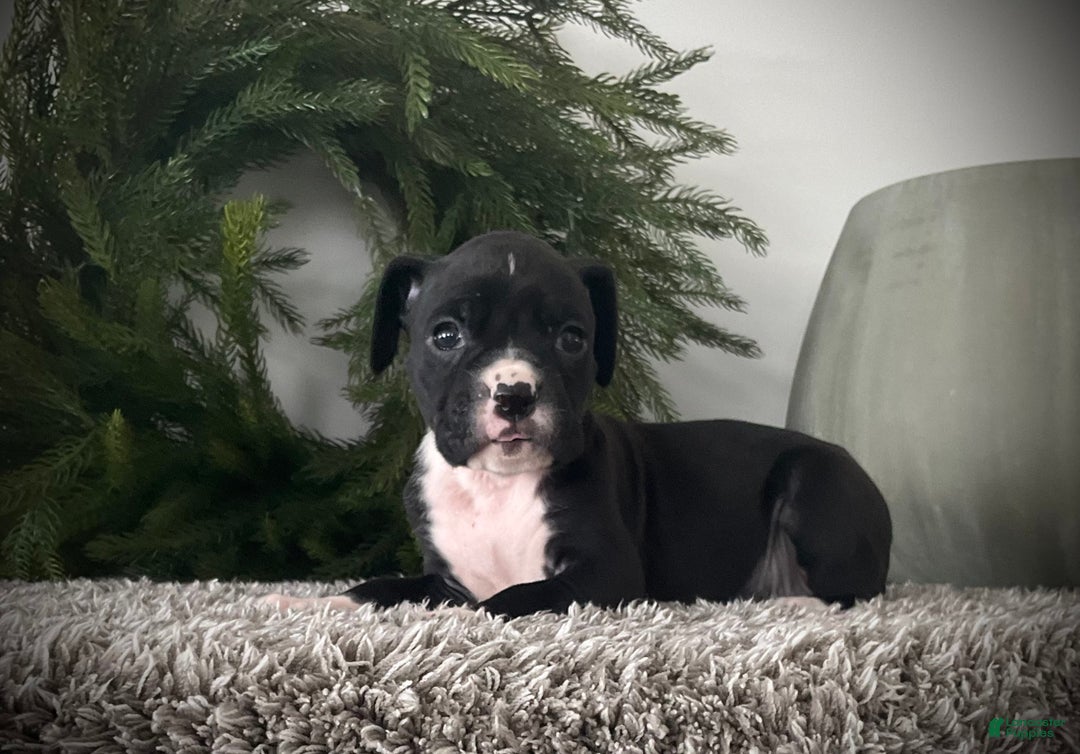 Boxer dogs for sale: Bella - Ad 1