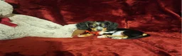 Miniature Dachshund dogs for sale: *RIO* - Ad 3