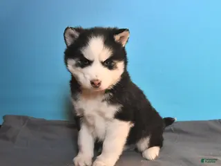 Pomsky dogs Diamond - Ad 35