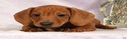 Miniature Dachshund dogs for sale: Sage - Ad 9