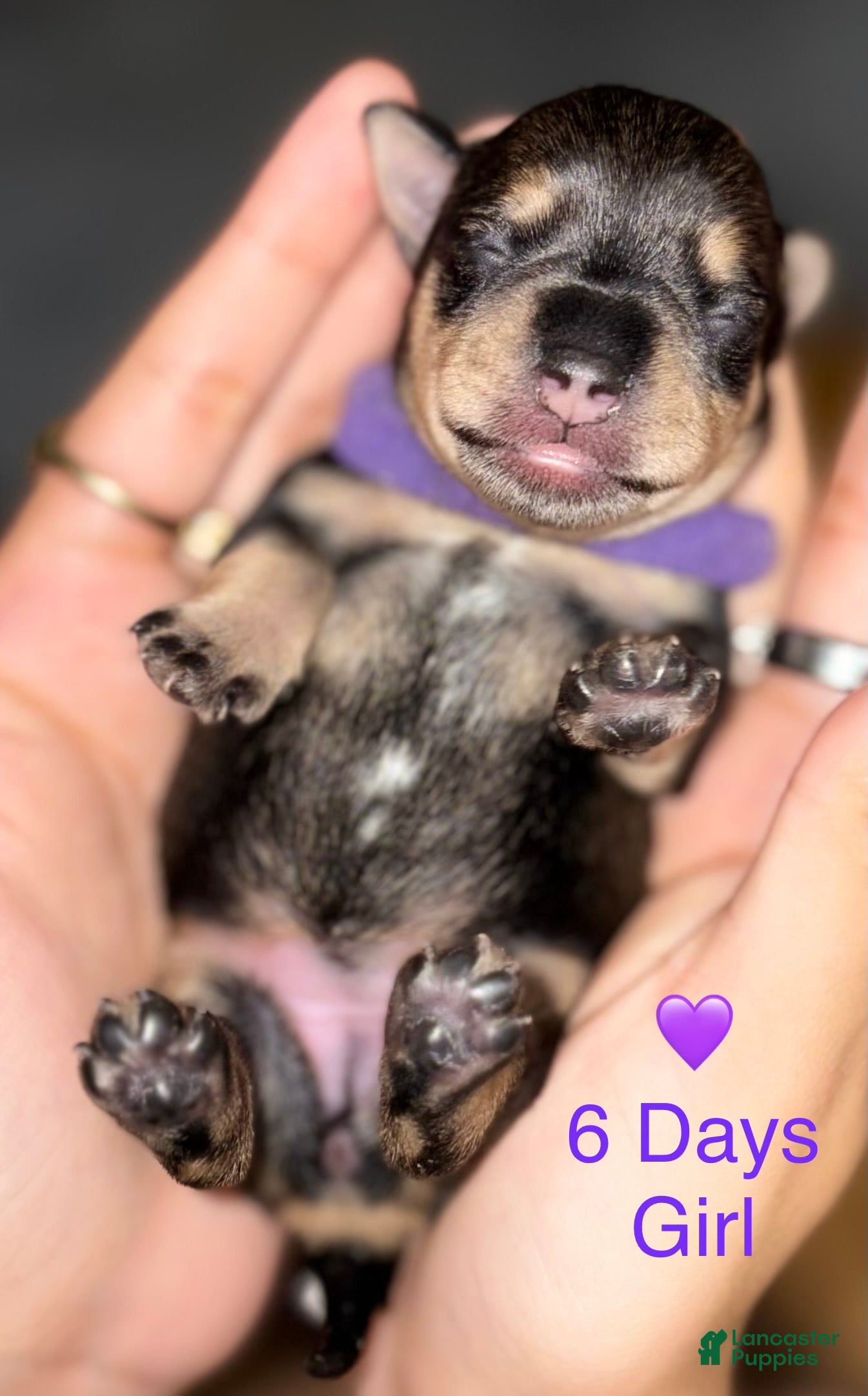 Miniature Schnauzer dogs Miniature Schnauzer 6 - Ad 2