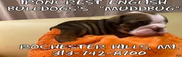 English Bulldog dogs for sale: English Bulldog Puppy 2 - Ad 8