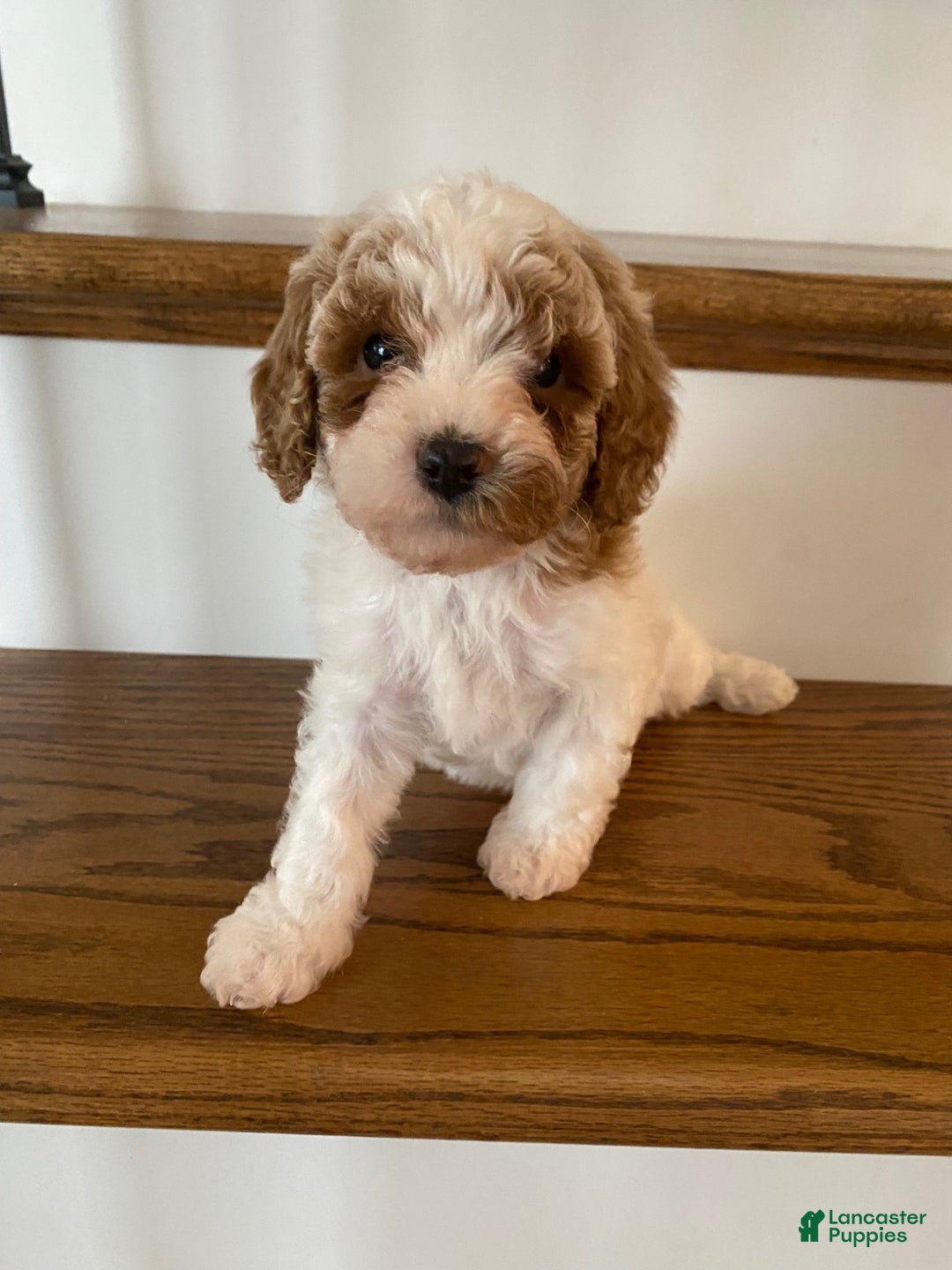 Cavapoo dogs for sale: Joshy - Ad 4