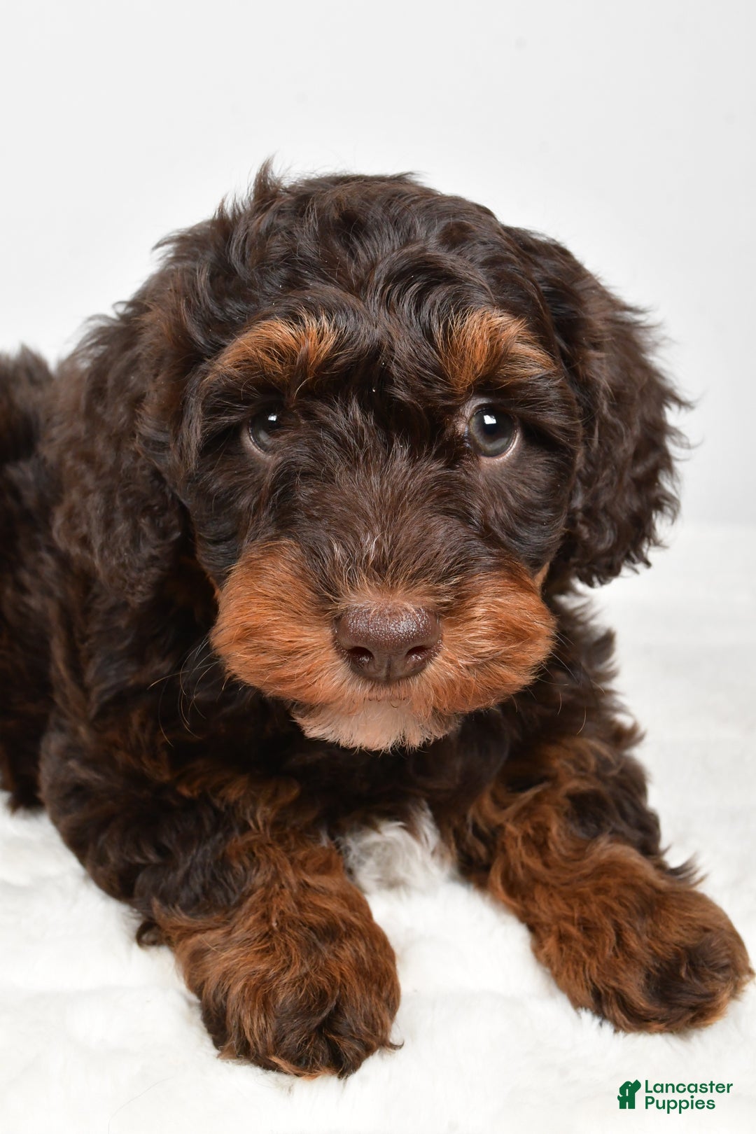 Mixed Breed dogs for sale: Star - Ad 12