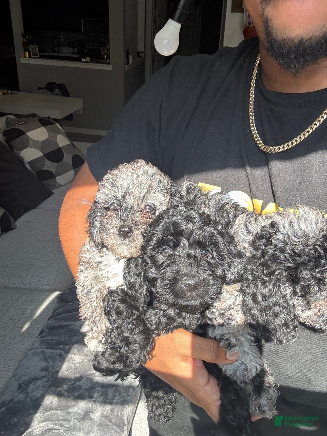 Toy Poodle dogs for sale: Misti - Ad 10